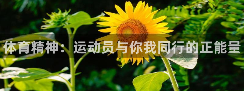 风速体育app：体育精神：运动员与你我同行的正能量